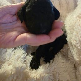 Miss Pink - Black female Poodle puppy in Parachute, Colorado from shelby ealey