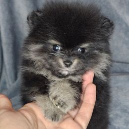 Leia - Black and tan female Pomeranian puppy in Laredo, Texas from SASH Poms