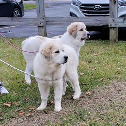 Great Pyrenees Puppies from Empyre Great Pyrenees