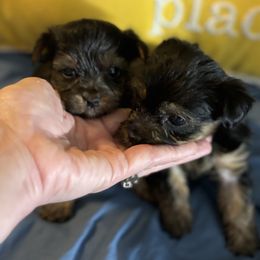 Morkie and Yorkshire Terrier Puppies from DEJAVU PUPS