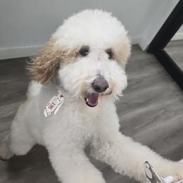 KC - Goldendoodle