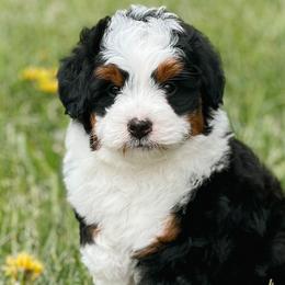 Bernedoodles and Cavapoochons from This is Doodles