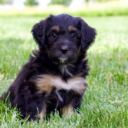 Chilli - Black phantom female Aussiedoodle puppy in Decatur, Illinois from Signature Doodles