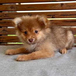 Autumn - Red sable female Pomeranian puppy in Stroud, Oklahoma from Laik’s Little Shihtz & Poms