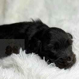 Ivonny - Black female Dachshund puppy in Goodyear, Arizona from D&C Royal Dachshunds LLC