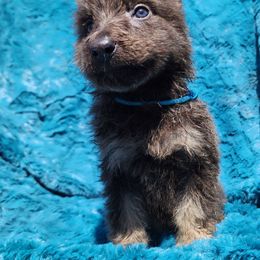 Gypsy - Blue German Shepherd puppy in Los Lunas, New Mexico from Mali's German Shepherds