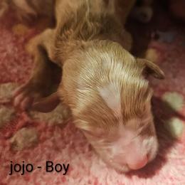 Jojo- Dr Seuss litter - Gold male Labradoodle puppy in Phelan, California from Family Doodles