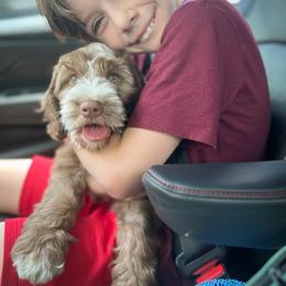 Linden - Chocolate male Australian Labradoodle puppy in Rising Fawn, Georgia from Novalie Australian Labradoodles