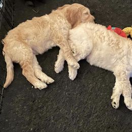 Goldendoodle Puppies from King Family Doodles