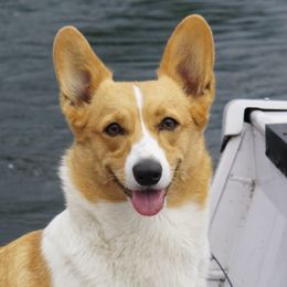 Pembroke Welsh Corgis from Country Crack-Ups