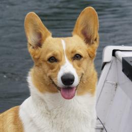 Pembroke Welsh Corgis from Country Crack-Ups