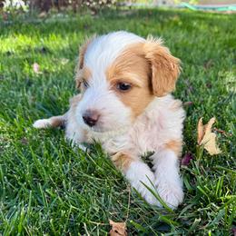 Sally - Red female Bernedoodle puppy in Springville, Utah from Oodles of Bernedoodles