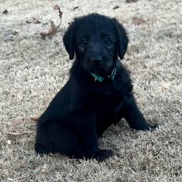 Dasher - Black male Labradoodle puppy in Monticello, Georgia from Daylin’s Doodles & Labradors
