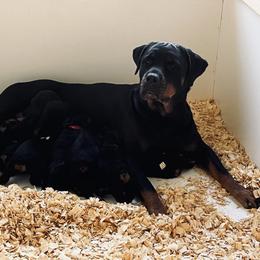 Rottweiler Puppies from Vom Arnold-Hause Rottweilers