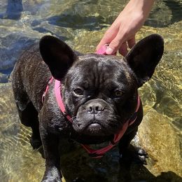 Bella. ‘Izzy’ - French Bulldog