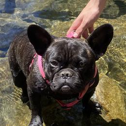 Bella. ‘Izzy’ - French Bulldog