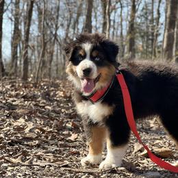 Blackberry - Black tri-color male Australian Shepherd puppy in Hartville, Missouri from Stamper K9’s
