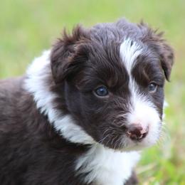 Mick - Red male Border Collie puppy in Tylertown, Mississippi from Cool Meadow Farms