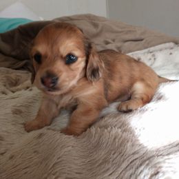 Dachshund Puppies from Em-Me's Royal 'n Loyal Dachshunds