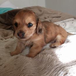 Dachshund Puppies from Em-Me's Royal 'n Loyal Dachshunds