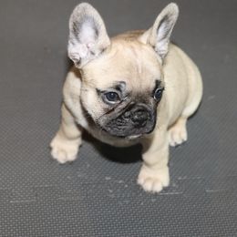 French Bulldog Puppies from Camp Fine Frenchies