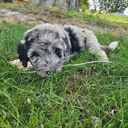 Maroon - Merle female Bernedoodle puppy in Shelby, North Carolina from Forever Grateful Doodles