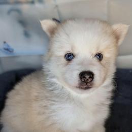 Candy-2200 - Wolf sable female Pomsky puppy in Spring Hill, Florida from www.PuppyTimeEmporium.com