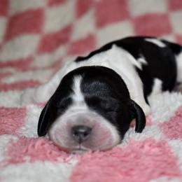 Dolly - Black and white female English Springer Spaniel puppy in Chapmansboro, Tennessee from Balthrop Bend Farms