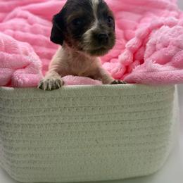 Jelly (Purple collar) - Piebald female Dachshund puppy in Mountain Home, Arkansas from Furry Friends Kennel