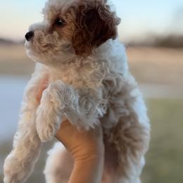 Charlie - Parti male Goldendoodle puppy in Somerset, Kentucky from Hilltop Doodles KY LLC