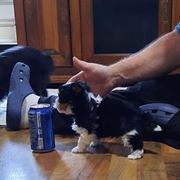 Rico - Parti male Yorkshire Terrier puppy in Hartford City, Indiana from Dare to Dream Yorkies