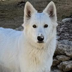 Paulina - Berger Blanc Suisse