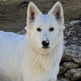 Paulina - Berger Blanc Suisse