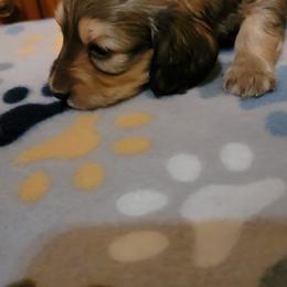 Dachshund Puppies from CLARK'S BREEDING PROGRAM