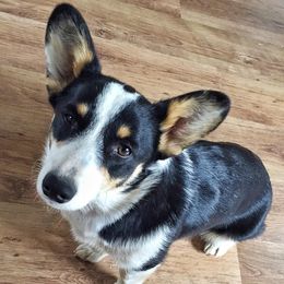 Willow - Pembroke Welsh Corgi