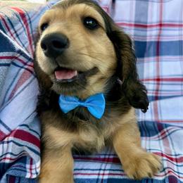 Yahtzee - Cream male Dachshund puppy in Michigan from Hidden Haven Dachshunds