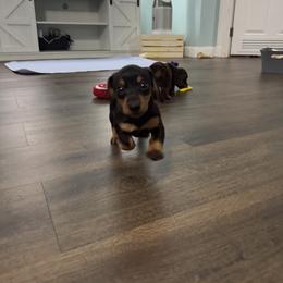 Dachshund Puppies from Johnson’s Weiner Farm