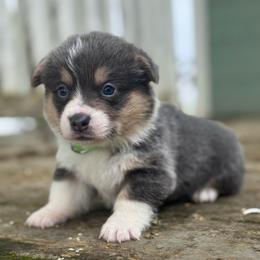 Harbor (green) - Blue male Pembroke Welsh Corgi puppy in East Oakdale, California from Rhettro Kennels