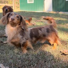 Thor - Dachshund