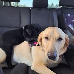 Labrador Retriever Puppies from J and D Retrievers