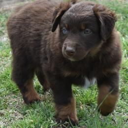 HARDY - Red tri-color male Australian Shepherd puppy in Nowata, Oklahoma from 4Feathers