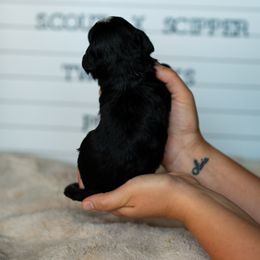 Labrador Retriever and Portuguese Water Dog Puppies from Hilltop Portuguese Water Dogs