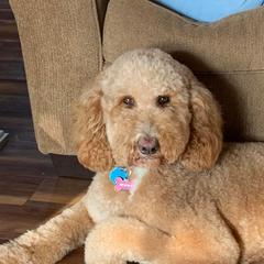 Gemma - Goldendoodle