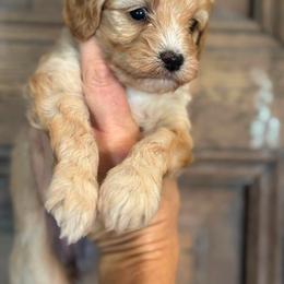 Sandy - Apricot female Cavapoo puppy in Gilbert, Arizona from Sunburst Doodles
