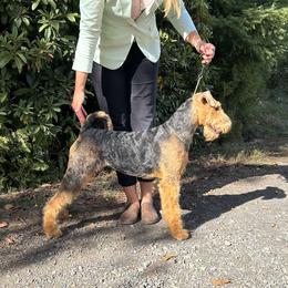 Airedale Terrier Puppies from Seaquest Airedales