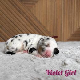 Violet Girl - Merle female Bernedoodle puppy in Modesto, California from Two Doods Doodles