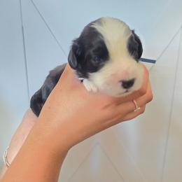 Tamale - Black and white male Aussiedoodle puppy in Lithia, Florida from Waterford Doodle Farm