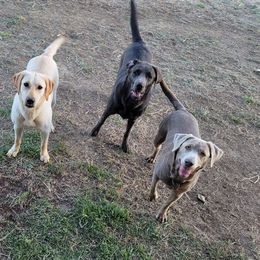 Dilute Retrievers and Labrador Retrievers from Prairie Hills Labs