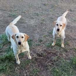 Dilute Retrievers and Labrador Retrievers from Prairie Hills Labs