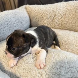 Girl 3 - Brindle and white female Boston Terrier puppy in Brookville, Ohio from Best Friend Bostons